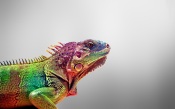 Colorful Iguana