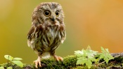 Funny Owlet