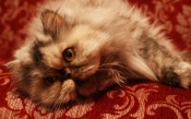 Lazy Persian Cat