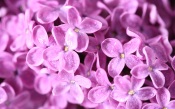 Lilac Flowers