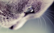 Macro. Muzzle a Cat