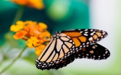 Monarch Butterfly on a Flower