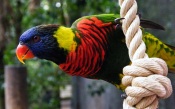 Parrot on a Rope