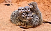The Family of Meerkats