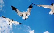 Three Seagulls