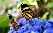 Two Butterflies