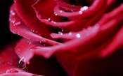 Water Drops on Rose Petals