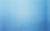 Bird in Flight