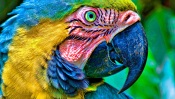 Blue And Yellow Macaw