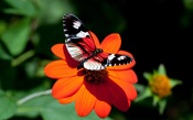 Butterfly on Red Flower