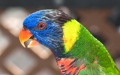 Colorful Parrot