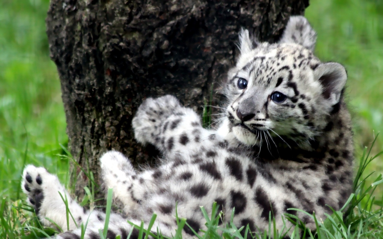 Baby Snow Leopard