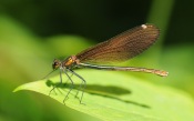 Dragonfly on Leaf