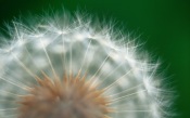 Macro. Dandelion