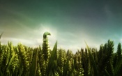 Small Chameleon on A Blade of Grass