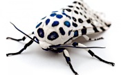 The Giant Leopard Moth
