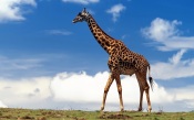 Giraffe Walking