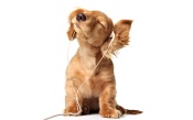 Puppy in the Headphones