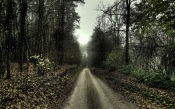 The Road through the Woods