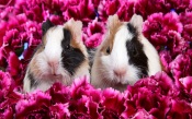 Two Guinea Pigs