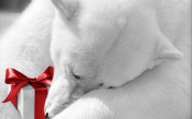 White Bear with a Gift