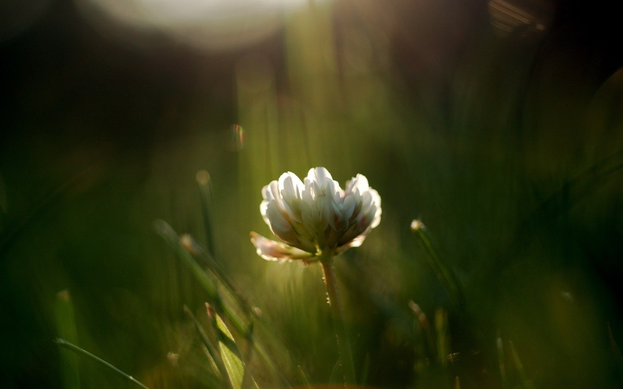 White Flower in Light Rays