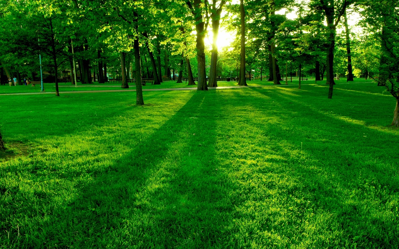 Beautiful Green Forest