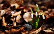 First Snowdrops