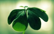 Green Leaf Closeup