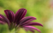 Macro Photo of a Flower