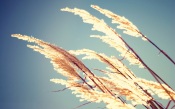 Macro. Spikes of Grass