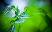 Raspberry Leaves