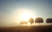 The Trees Along the Field