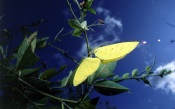 Butterflies Brimstone