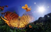 Butterfly Boloria