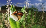 Butterfly Lycaenidae