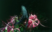 Butterfly Papilio Paris