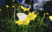 Butterfly Small Cabbage White