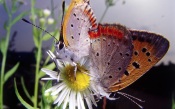 Lycaenidae Butterflies On The Daisy