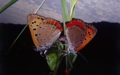 Lycaenidae Butterfly In The Grass