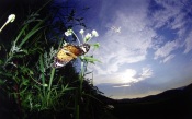 Painted Lady Butterfly