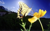 Swallowtail Butterfly On The Flower