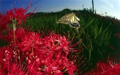 Swallowtail Butterfly and Red Flowers
