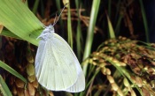 White Butterfly