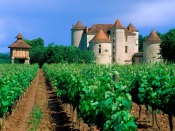 Vineyard, Lot Valley, France