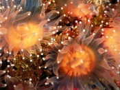 Anemones