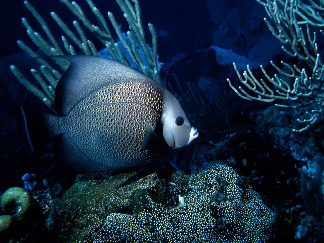 Angel Fish