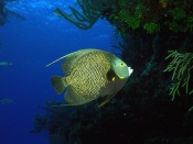 Angel Fish