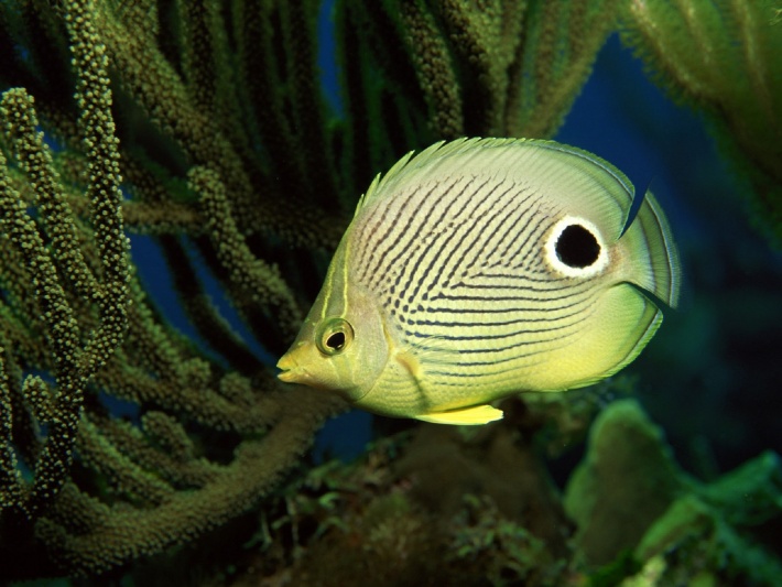 Butterfly Fish