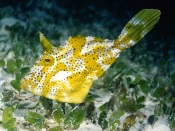 Cowfish Longhorn